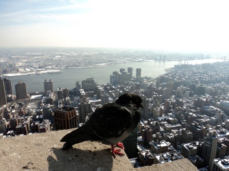 I didn't take too many pictures that day because we all looked as bulky as this bird. It was New York last winter and it was cold. Big coats do not make for svelte looking girls.