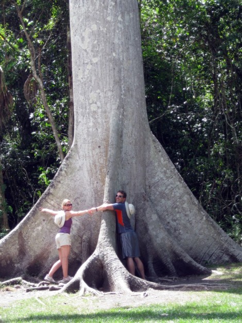 Big tree in Tikal, Guatemala